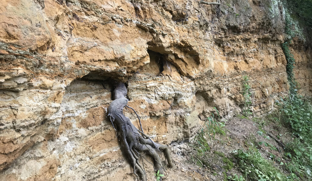 The Charlton Member of the Woolwich Formation at Gilbert's Pit, GLA 14